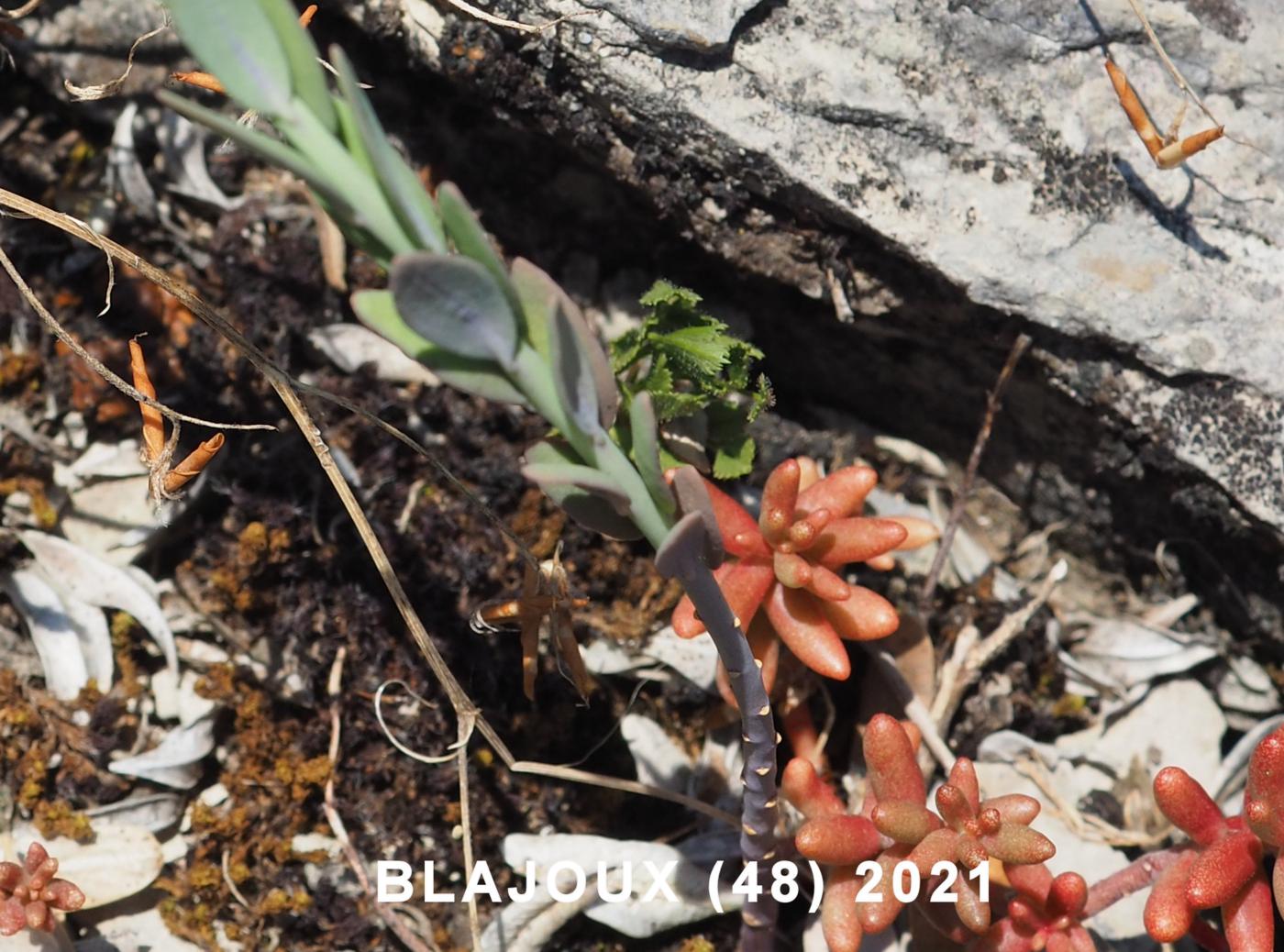 Candytuft, Burnt leaf